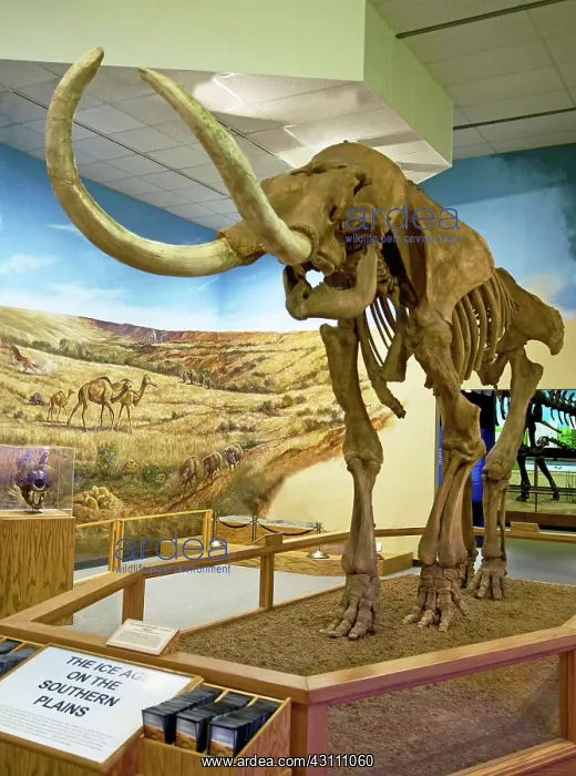 : Columbian Mammoth : Columbian Mammoth