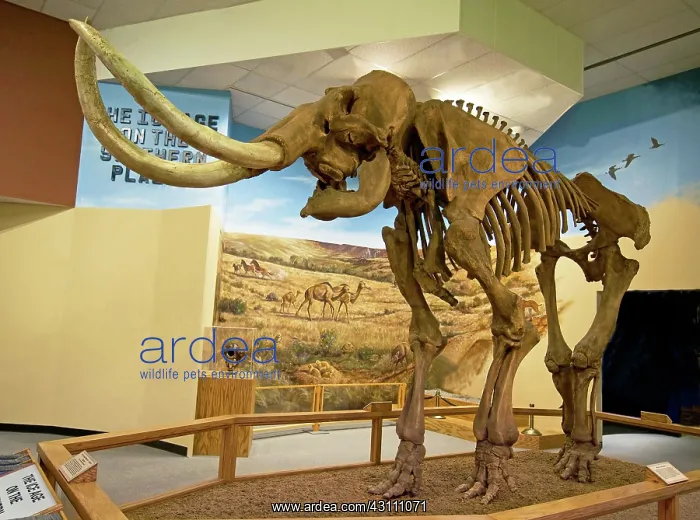 : Columbian Mammoth : Columbian Mammoth