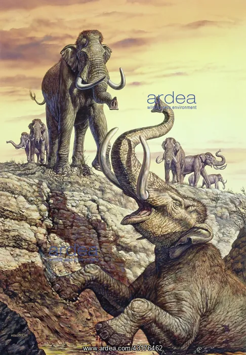 : Columbian Mammoth : Columbian Mammoth