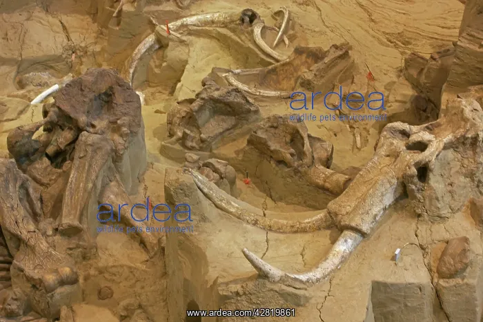 : Columbian Mammoth Fossil : Columbian Mammoth Fossil