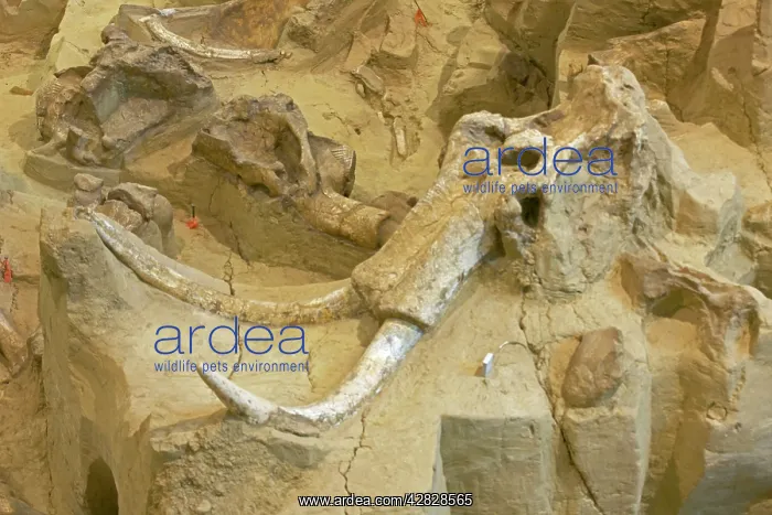 : Columbian Mammoth Fossil : Columbian Mammoth Fossil