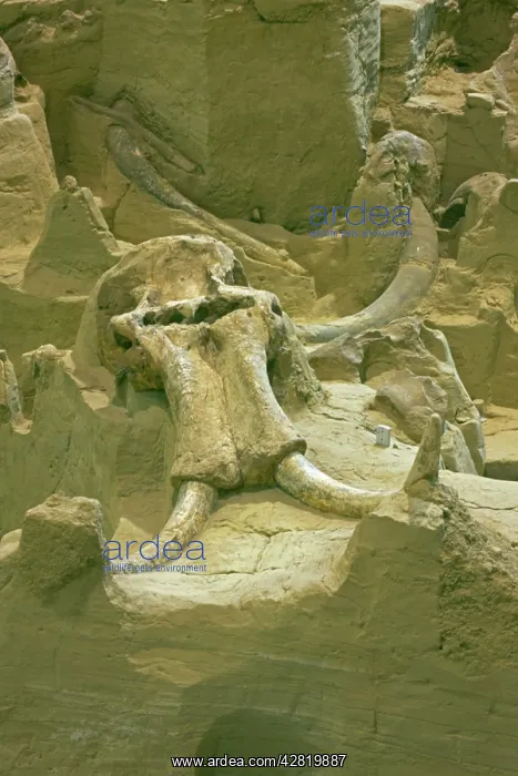: Columbian Mammoth Fossil - Skull and tusk : Columbian Mammoth Fossil - Skull and tusk