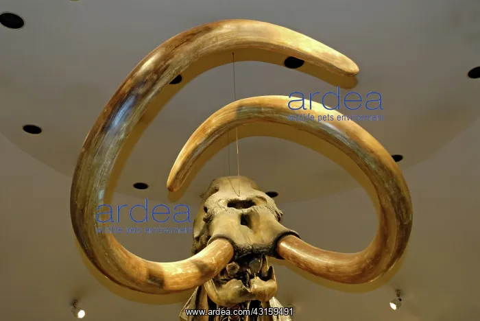 : Columbian Mammoth Skeleton : Columbian Mammoth Skeleton