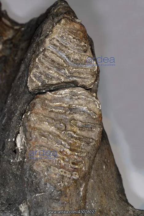 : Columbian Mammoth Tooth : Columbian Mammoth Tooth