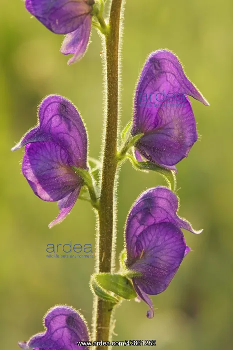 : Columbian Monkshood / Western Monkshood in flower : Columbian Monkshood / Western Monkshood in flower