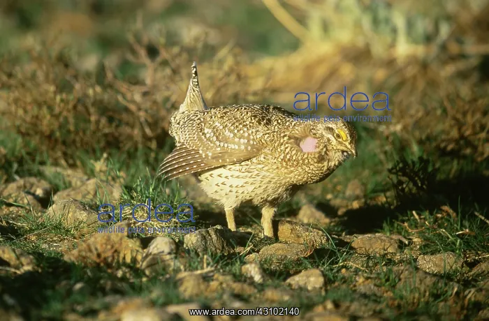 : Columbian Sharp-tailed Grouse : Columbian Sharp-tailed Grouse