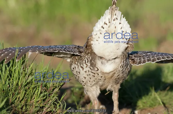 : Columbian Sharp-tailed Grouse Breeding Display : Columbian Sharp-tailed Grouse Breeding Display