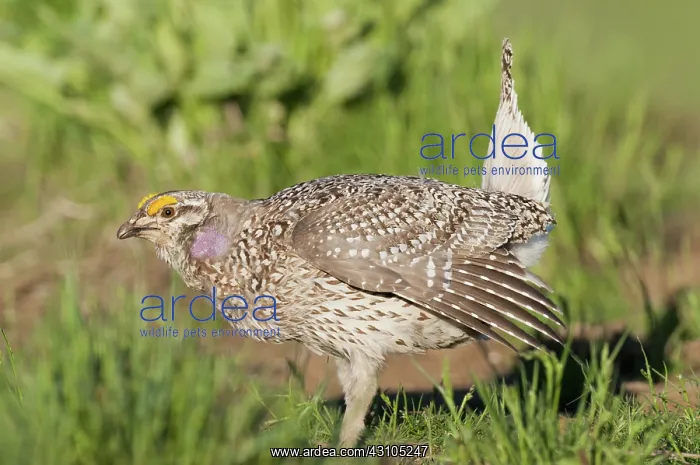 : Columbian Sharp-tailed Grouse Breeding Display : Columbian Sharp-tailed Grouse Breeding Display