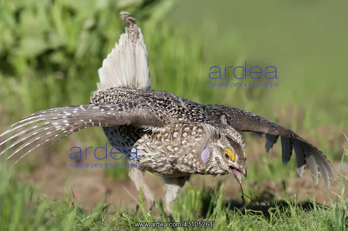 : Columbian Sharp-tailed Grouse Breeding Display : Columbian Sharp-tailed Grouse Breeding Display