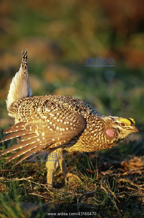 : Columbian Sharp-tailed Grouse displaying : Columbian Sharp-tailed Grouse displaying