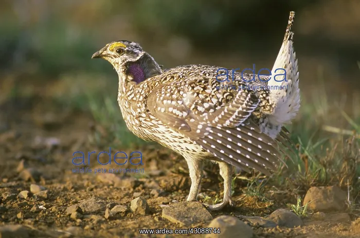 : Columbian Sharp-tailed Grouse on lek : Columbian Sharp-tailed Grouse on lek