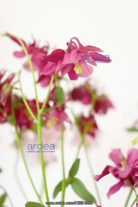 : Columbine, Aquilegia : Columbine, Aquilegia