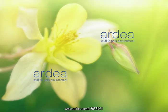 : Columbine, Aquilegia : Columbine, Aquilegia
