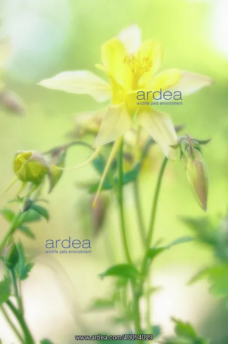 : Columbine, Aquilegia : Columbine, Aquilegia