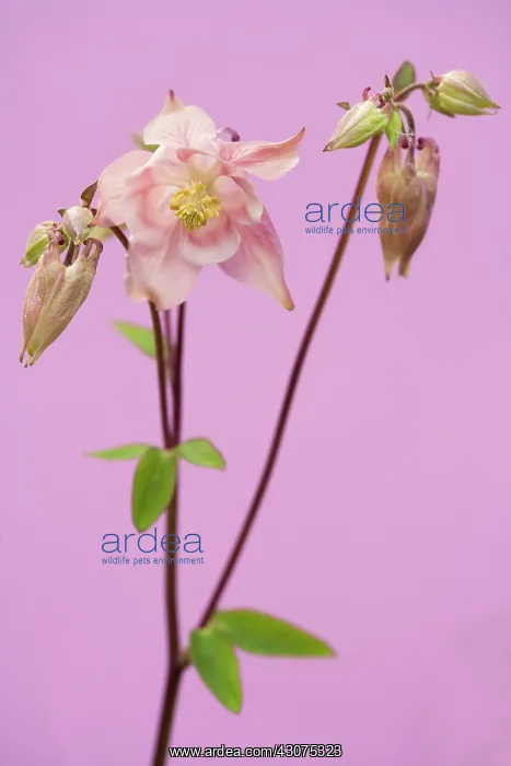 : Columbine, Aquilegia : Columbine, Aquilegia