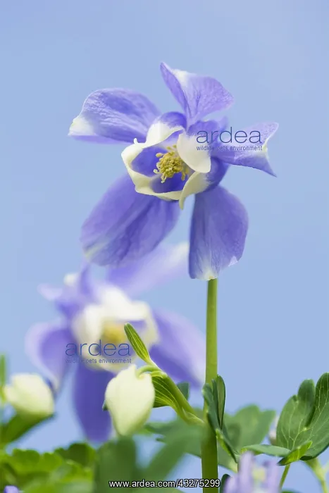 : Columbine, Aquilegia flabellata var pumila Atlantis : Columbine, Aquilegia flabellata var pumila Atlantis