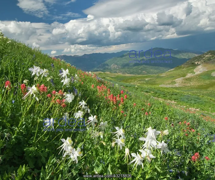 : Columbine, (Aquilegia sp), Indian Paintbrush