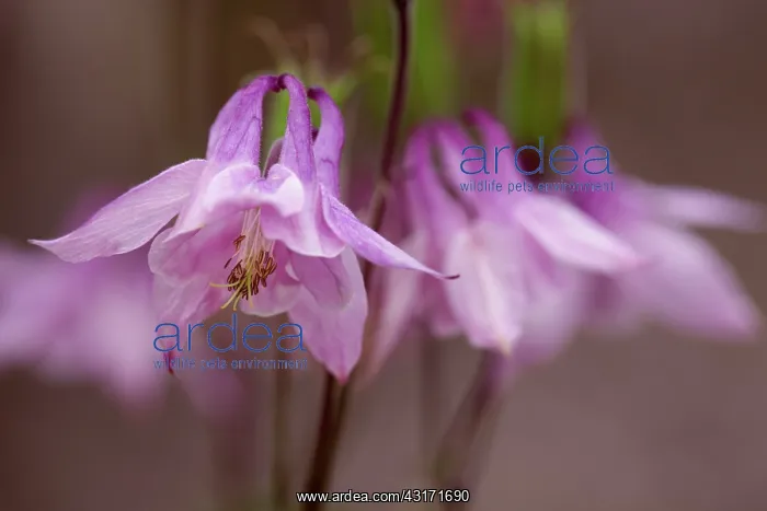 : Columbine, Aquilegia vulgaris, Close view of pale pink sharp : Columbine, Aquilegia vulgaris, Close view of pale pink sharp