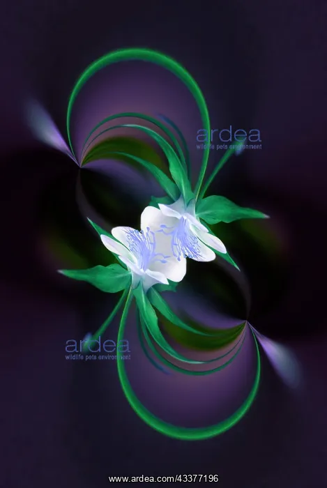 : Columbine flower, Colorado : Columbine flower, Colorado