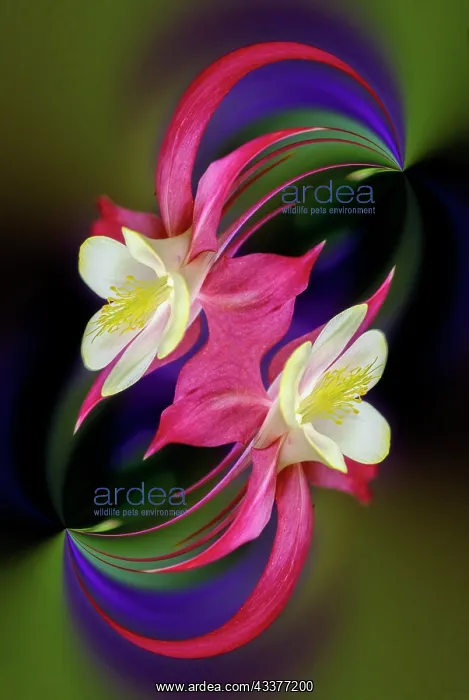  : Columbine flower, Colorado
