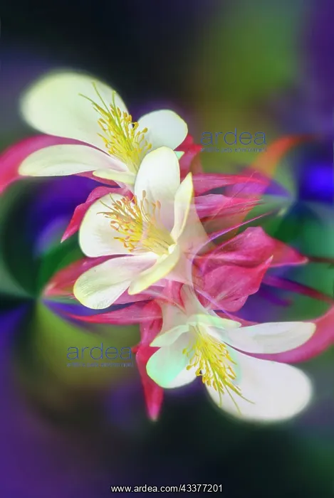 : Columbine flower, Colorado : Columbine flower, Colorado