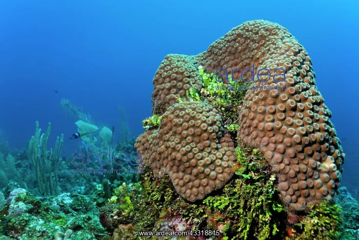 : Column of coral and Halimeda Algae (Halimeda sp.) : Column of coral and Halimeda Algae (Halimeda sp.)