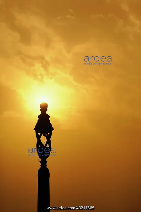 : Column at the India Gate. Situated in the : Column at the India Gate. Situated in the
