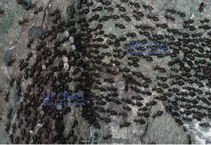 : COLUMN OF TERMITES - returning to nest : COLUMN OF TERMITES - returning to nest
