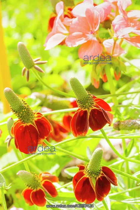 : Columnar Coneflower, Mexican Hat Plant, Ratibida : Columnar Coneflower, Mexican Hat Plant, Ratibida