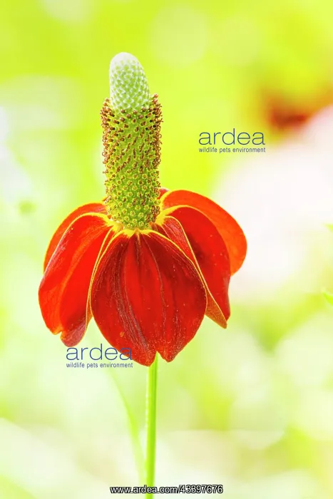 : Columnar Coneflower, Mexican Hat Plant, Ratibida : Columnar Coneflower, Mexican Hat Plant, Ratibida