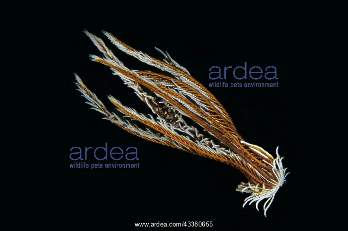 : Comanthus Crinoid Shrimp on swimming Crinoid (Comatulida : Comanthus Crinoid Shrimp on swimming Crinoid (Comatulida
