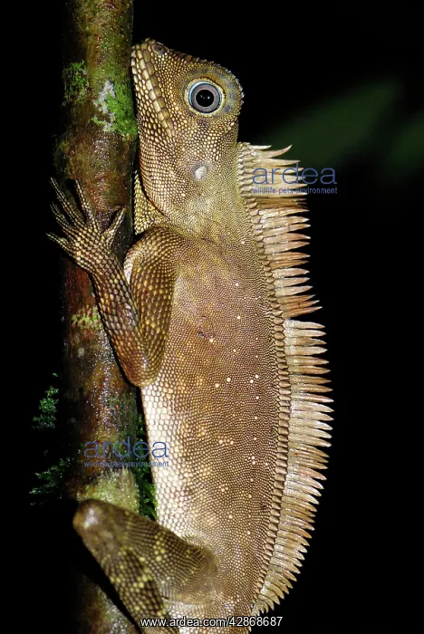 : Comb crested forest lizard / Comb crested Agamid / Dragon : Comb crested forest lizard / Comb crested Agamid / Dragon