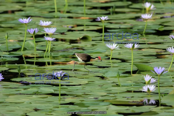 : Comb-crested Jacana : Comb-crested Jacana
