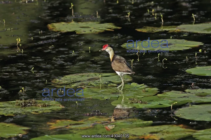 : Comb-crested Jacana : Comb-crested Jacana
