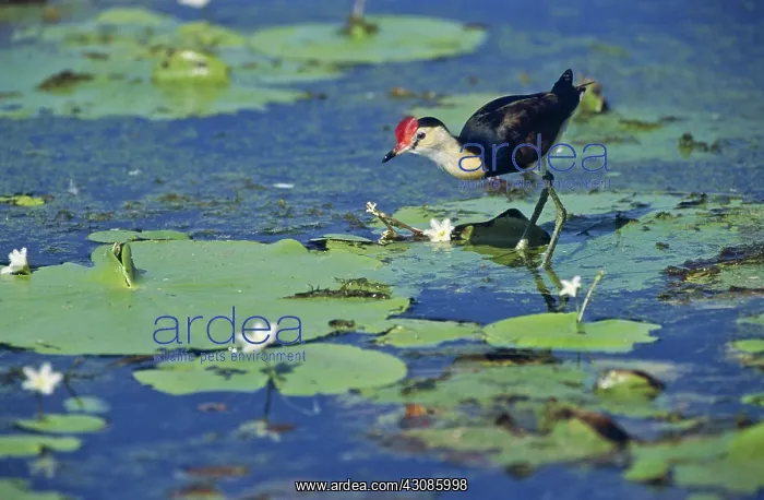 : Comb-Crested Jacana : Comb-Crested Jacana