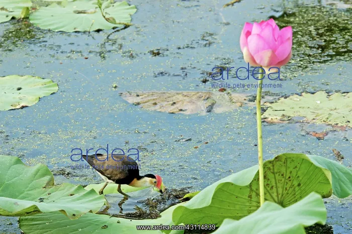 : Comb-crested Jacana : Comb-crested Jacana