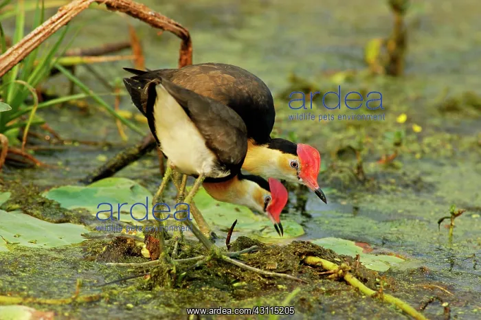 : Comb-crested Jacana : Comb-crested Jacana