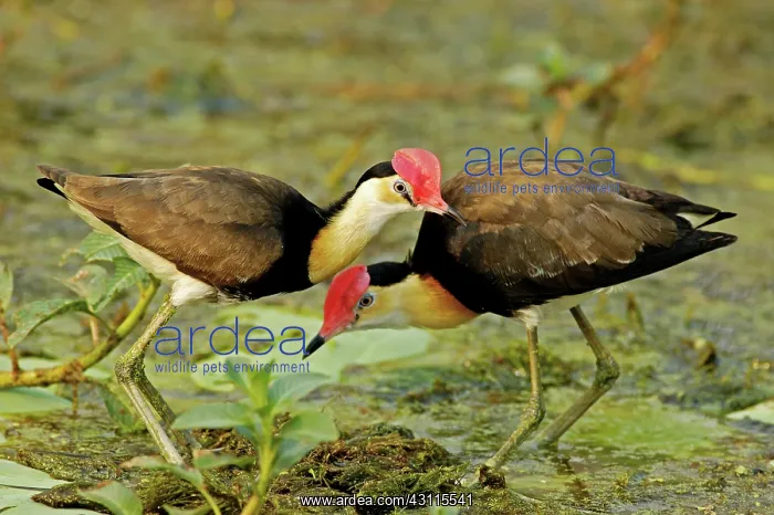 : Comb-crested Jacana : Comb-crested Jacana