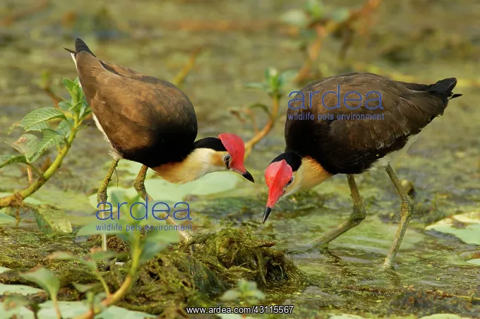 : Comb-crested Jacana : Comb-crested Jacana