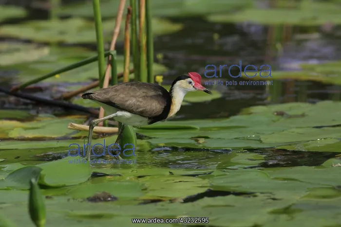 : Comb-crested Jacana : Comb-crested Jacana
