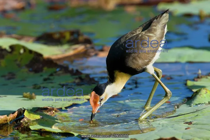 : Comb-crested Jacana - adult stalking over Lotus : Comb-crested Jacana - adult stalking over Lotus