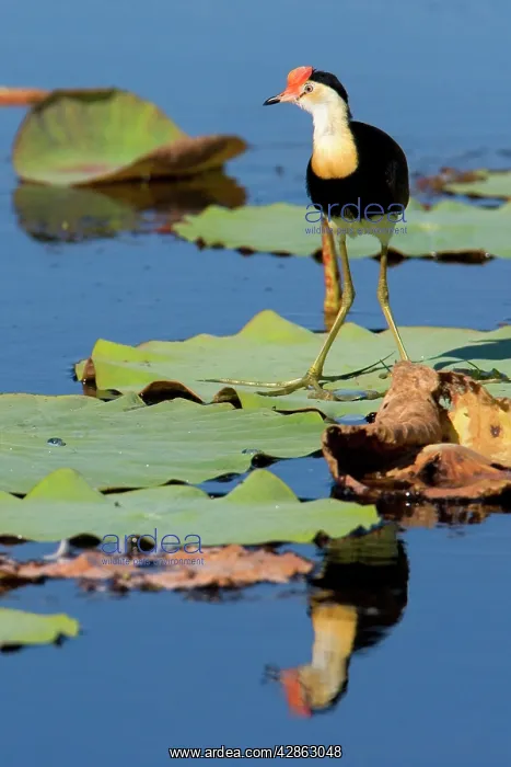 : Comb-crested Jacana - adult standing on a Lotus : Comb-crested Jacana - adult standing on a Lotus