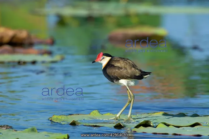 : Comb-crested Jacana - adult standing on a Lotus : Comb-crested Jacana - adult standing on a Lotus