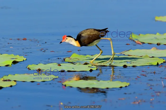 : Comb-crested Jacana - adult walks over Lotus Lily's : Comb-crested Jacana - adult walks over Lotus Lily's