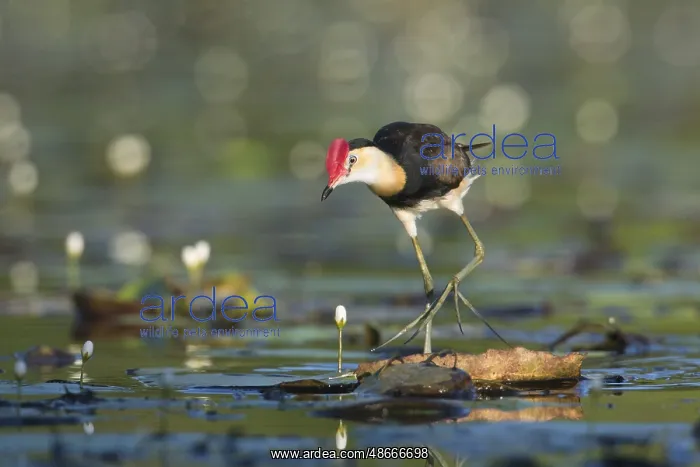 : Comb-crested Jacana (Irediparra gallinacea), Queensland : Comb-crested Jacana (Irediparra gallinacea), Queensland