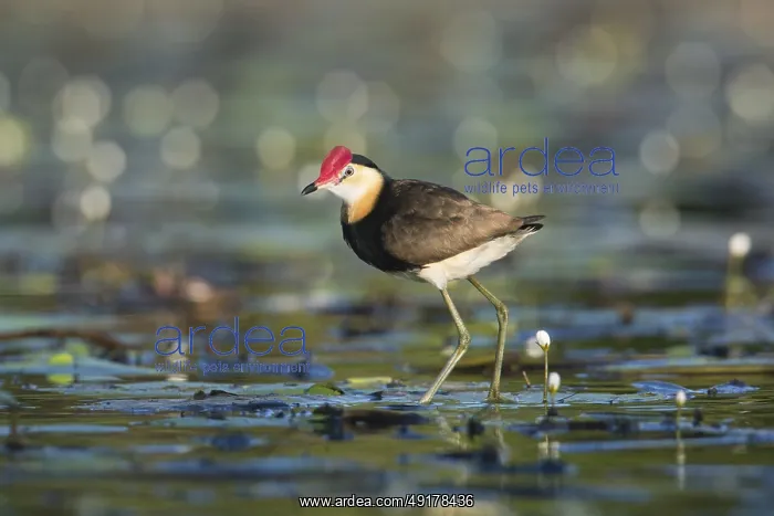 : Comb-crested Jacana (Irediparra gallinacea) : Comb-crested Jacana (Irediparra gallinacea)