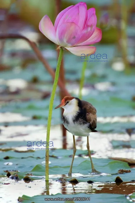 : Comb-crested Jacana - juvenile standing under a : Comb-crested Jacana - juvenile standing under a