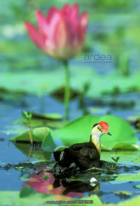 : Comb-crested JACANA / Lotus bird / Lily Hopper : Comb-crested JACANA / Lotus bird / Lily Hopper