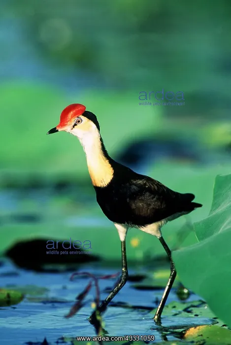 : Comb-crested JACANA / Lotus bird / Lily Hopper - : Comb-crested JACANA / Lotus bird / Lily Hopper -