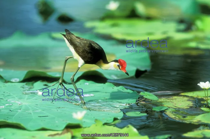 : Comb-crested JACANA / Lotus bird / Lily Hopper - on lily pad : Comb-crested JACANA / Lotus bird / Lily Hopper - on lily pad